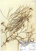 藏品(木賊葉石松)的圖片